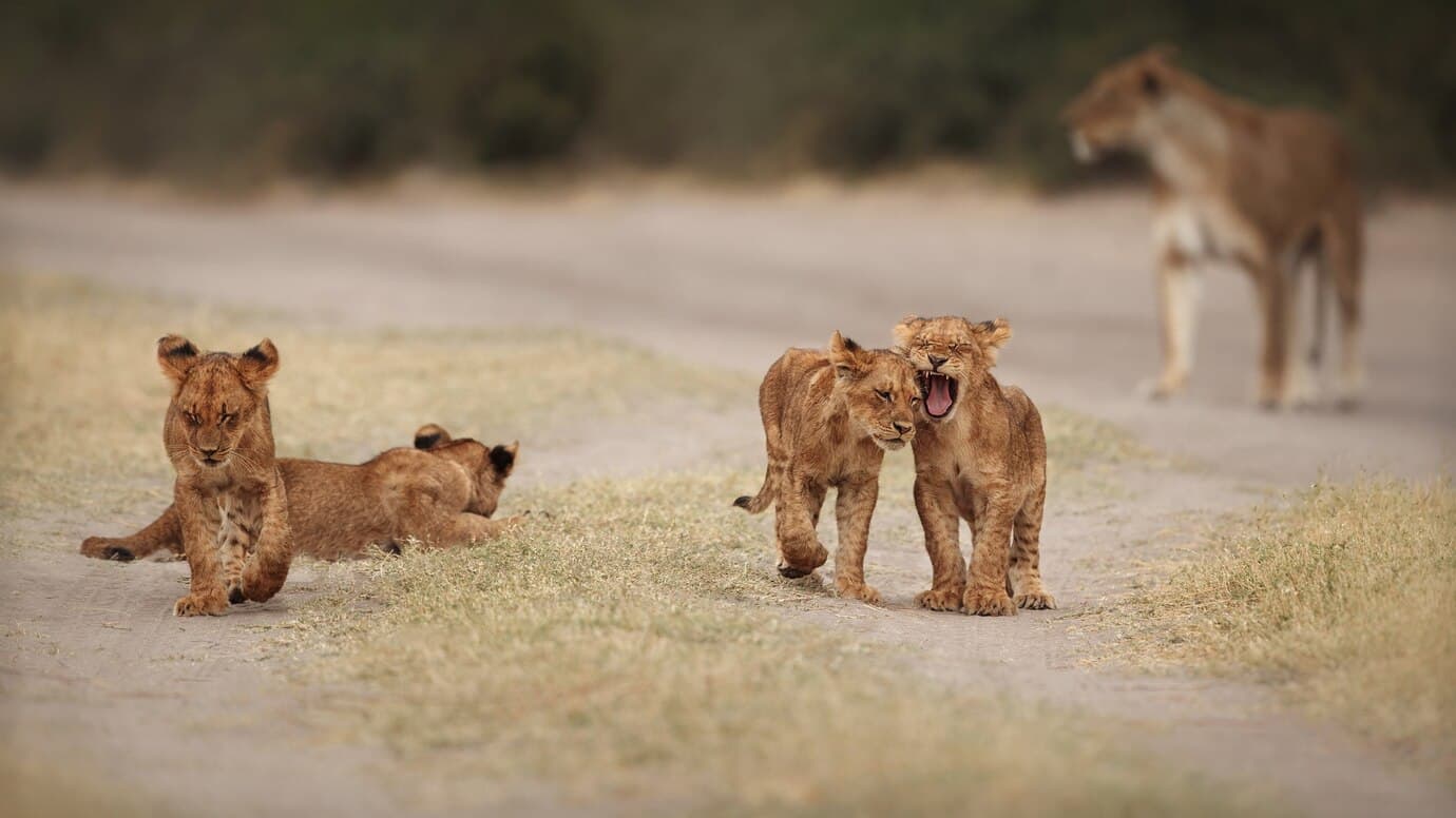 Safari Big 5 banner